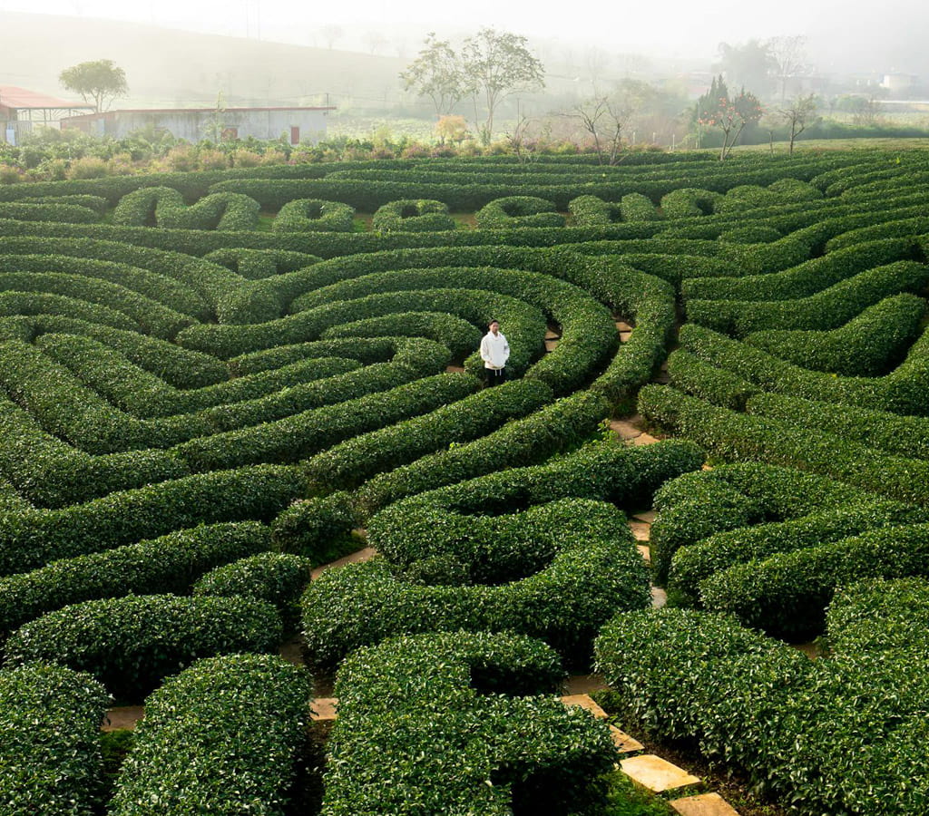 Plant maze with person standing in the middle showing life patterns